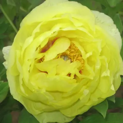 Пион ЗОЛОТО ПОДНЕБЕСНОЙ древовидный в Новополоцке