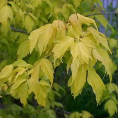 Клен ясенелистный в Новополоцке