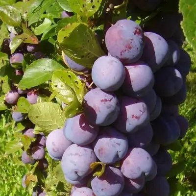 Слива НАГРАДА НЕМАНСКАЯ в Новополоцке