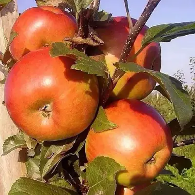 Яблоня ФРИДОМ в Новополоцке