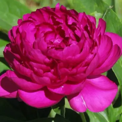 Пион БАРХАТ НОЧИ травянистый в Новополоцке