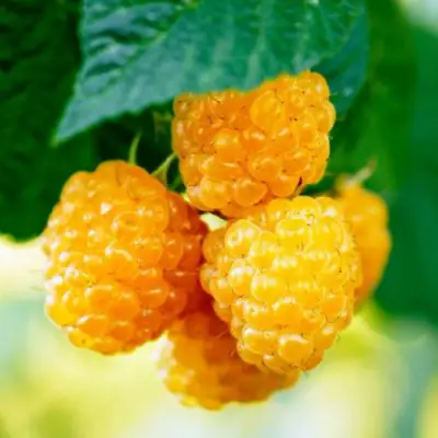 Малина МЕДОВАЯ в Новополоцке