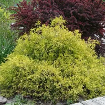 Кипарисовик ГОЛДЕН МОП горохоплодный в Новополоцке