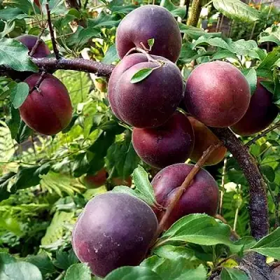 Шарафуга БЕЛЛА РОЯЛЬ в Новополоцке