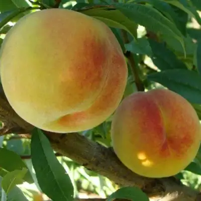 Персик ДОНЕЦКИЙ ЖЕЛТЫЙ в Новополоцке