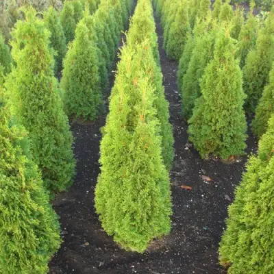 Туя САННИ СМАРАГД западная  в Новополоцке