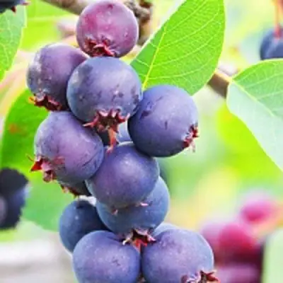 Ирга СМОУКИ в Новополоцке