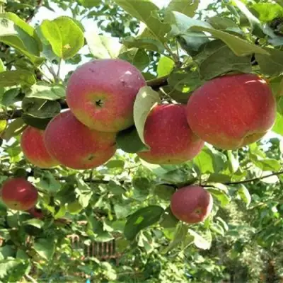 Яблоня ОРЛИК в Новополоцке