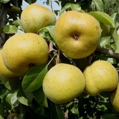 Груша ПЛАТОНОВСКАЯ в Новополоцке