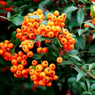 Пираканта ОРАНЖ ГЛОУ в Новополоцке