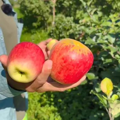 Яблоня БЛАГАЯ ВЕСТЬ в Новополоцке