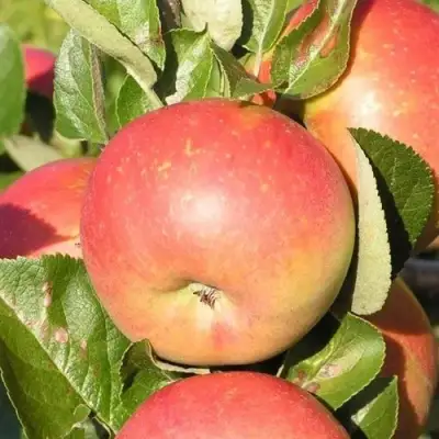 Яблоня РЕДКРАФТ в Новополоцке