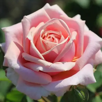 Роза ФРЕДЕРИК МИСТРАЛЬ чайно-гибридная в Новополоцке