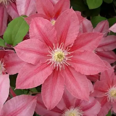 Клематис ЛИТЛ МЕРМЕЙД в Новополоцке