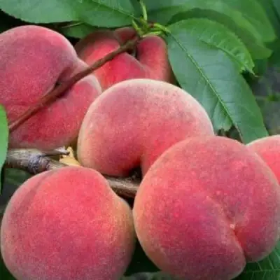 Персик ЮБИЛЕЙ СТОЛИЦЫ колонновидный в Новополоцке