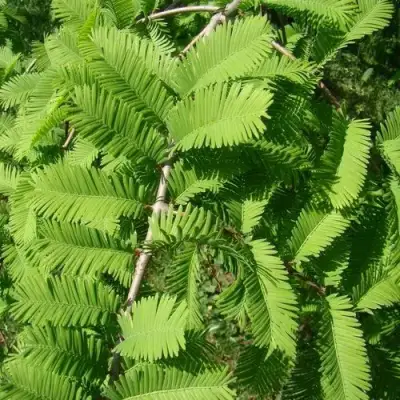 Метасеквойя  ГЛИПТОСТРОБОИДНАЯ  в Новополоцке