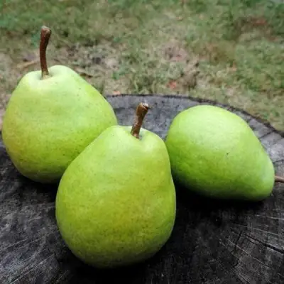 Груша БЕРЕ ЛЮКА в Новополоцке