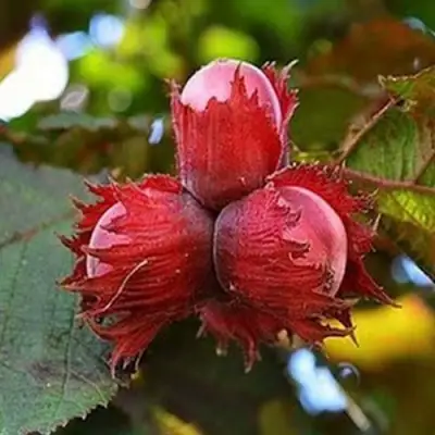 Фундук КРАСНЫЙ ЯНТАРЬ в Новополоцке