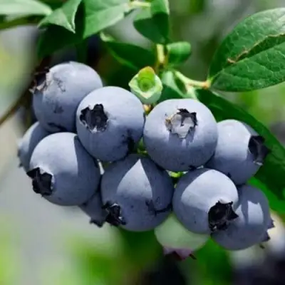 Голубика СИЕРРА в Новополоцке