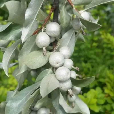 ЛОХ СЕРЕБРИСТЫЙ в Новополоцке