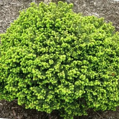 Ель ЛИТЛ ДЖЕМ обыкновенная в Новополоцке