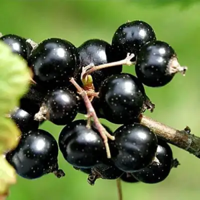 Смородина чёрная ЦЕРЕРА в Новополоцке