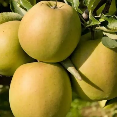 Яблоня МУТСУ в Новополоцке