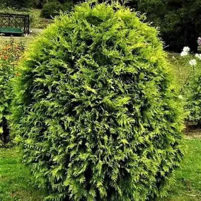 Туя ТИП ТОП западная в Новополоцке