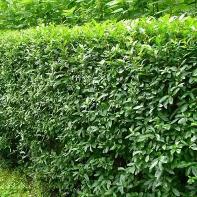 Бирючина обыкновенная в Новополоцке