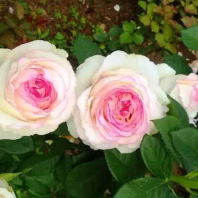 Роза ДОЛЬЧЕ ВИТА чайно-гибридная в Новополоцке