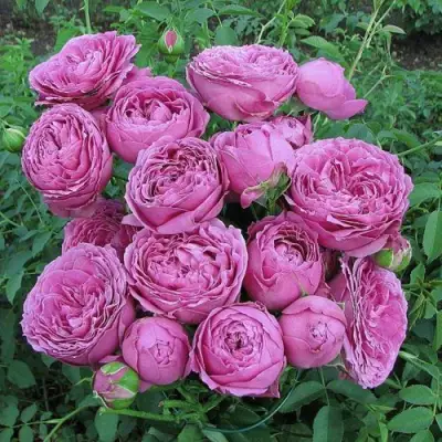 саженцы розы Мисти Баблс