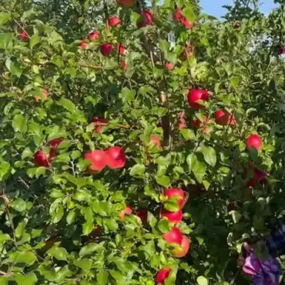 Яблоня САКАВИТА в Новополоцке