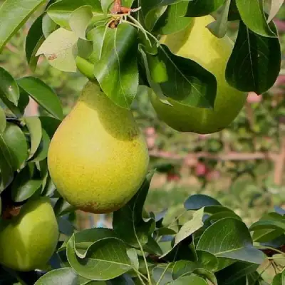 Груша ДОБРЯНКА в Новополоцке