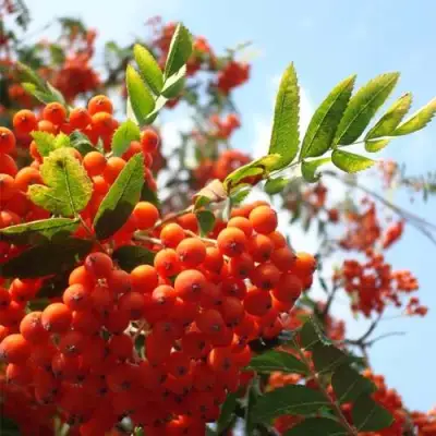 Рябина ВЕФЕД сладкоплодная в Новополоцке