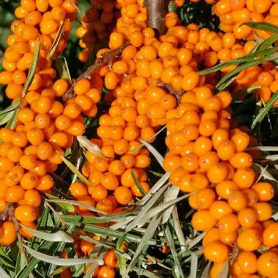 Облепиха ЕЛИЗАВЕТА в Новополоцке