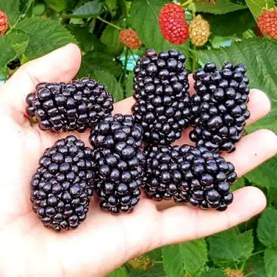 Ежевика ОУАЧИТА бесшипная  в Новополоцке