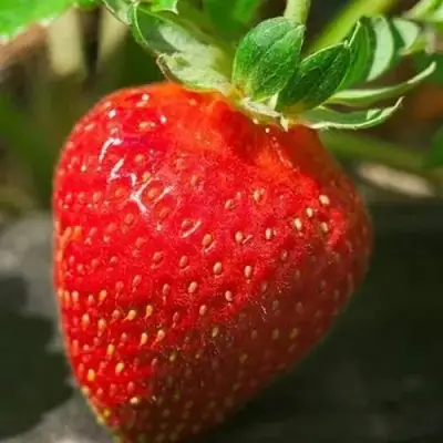 Клубника АЛЬБА в Новополоцке