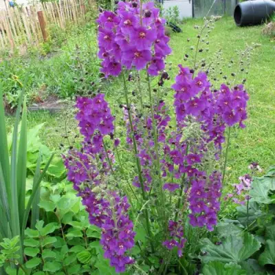 Коровяк ВИОЛЕТТА (вербаскум) в Новополоцке