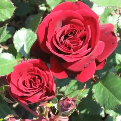 саженцы розы Изабель Ренессанс