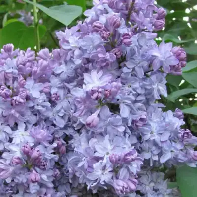 Сирень НЕБО МОСКВЫ в Новополоцке