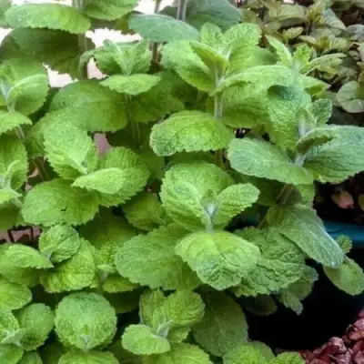 Мята яблочная в Новополоцке