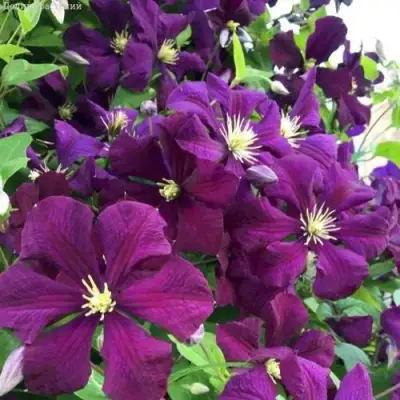 Клематис ПАНТЕР в Новополоцке