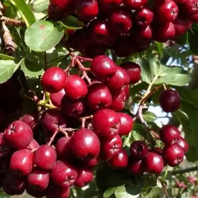 Рябина ГРАНАТНАЯ сладкоплодная в Новополоцке