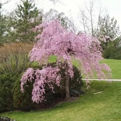 Сакура КИКУ ШИДАРЕ в Новополоцке