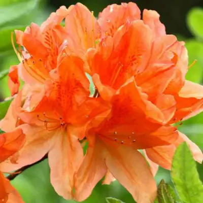 Азалия ГЕЙША ОРАНЖ японская в Новополоцке