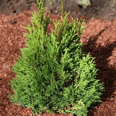 Туя МИКИ западная в Новополоцке