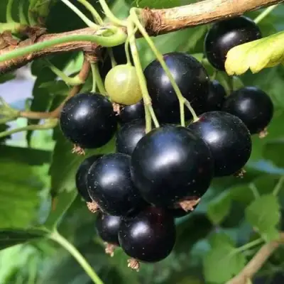 Смородина чёрная ДАБРАДЗЕЯ в Новополоцке