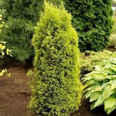 Можжевельник ГОЛД КОН обыкновенный в Новополоцке