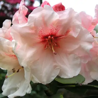 Рододендрон ХАНЯ	 в Новополоцке