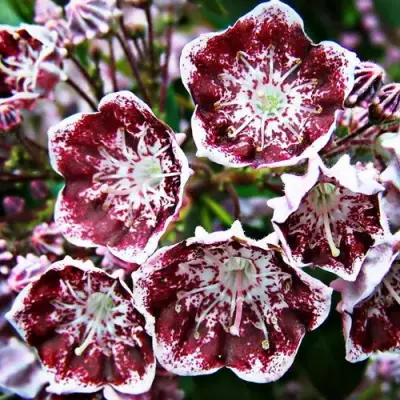 Кальмия БЛЕК ЛЕЙБЛ  в Новополоцке